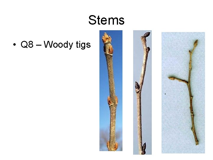 Stems • Q 8 – Woody tigs 