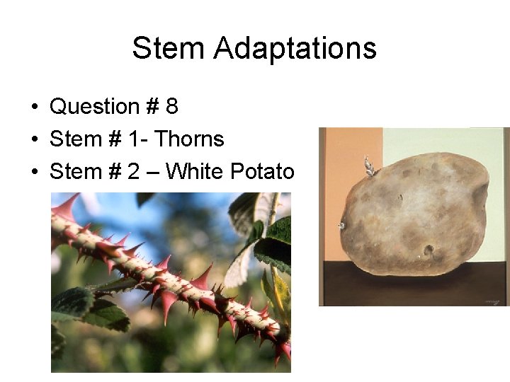 Stem Adaptations • Question # 8 • Stem # 1 - Thorns • Stem