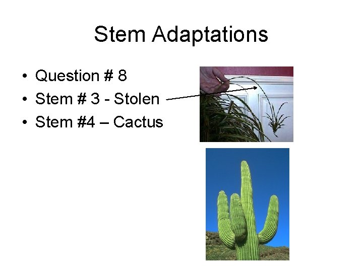 Stem Adaptations • Question # 8 • Stem # 3 - Stolen • Stem