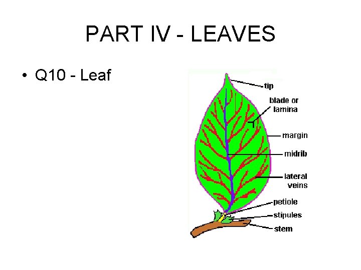 PART IV - LEAVES • Q 10 - Leaf 