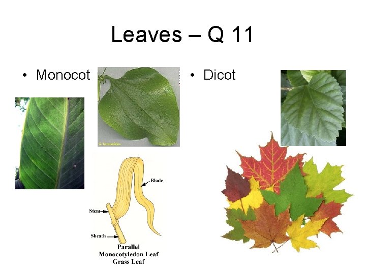 Leaves – Q 11 • Monocot • Dicot 