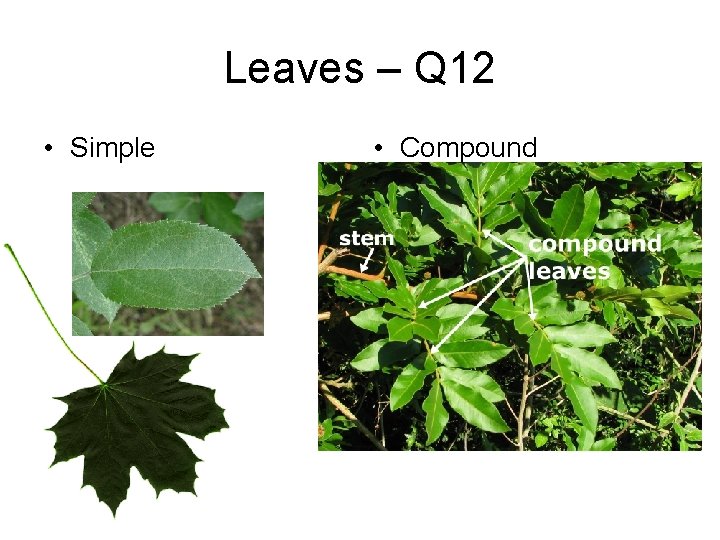 Leaves – Q 12 • Simple • Compound 