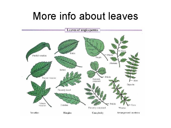 More info about leaves 