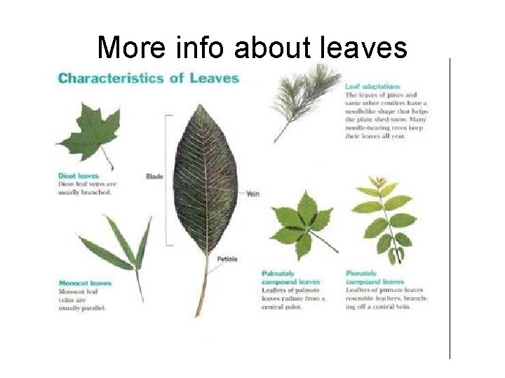 More info about leaves 