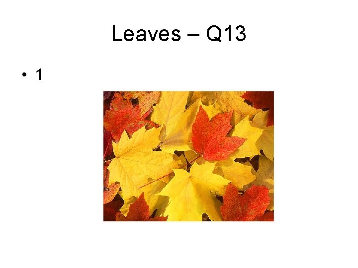 Leaves – Q 13 • 1 