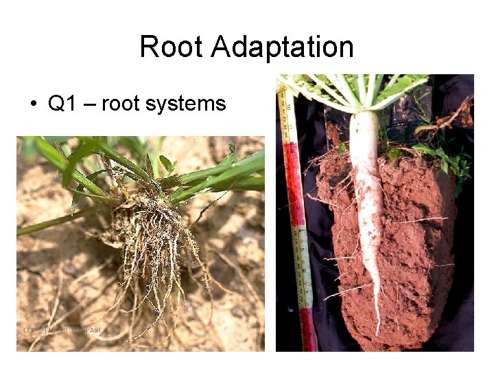 Root Adaptation • Q 1 – root systems 