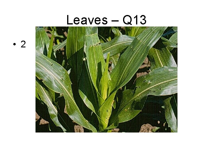 Leaves – Q 13 • 2 