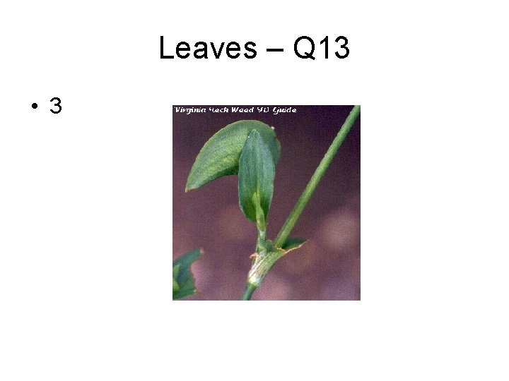 Leaves – Q 13 • 3 