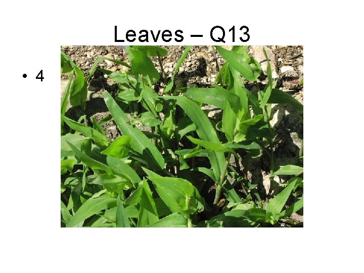 Leaves – Q 13 • 4 