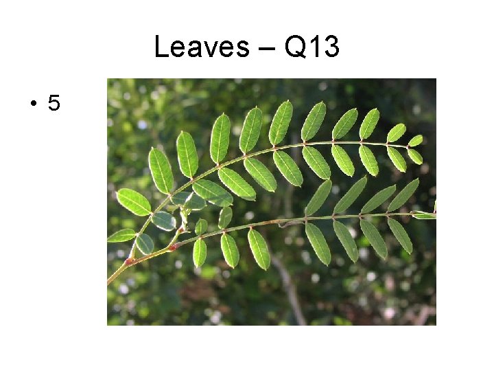 Leaves – Q 13 • 5 
