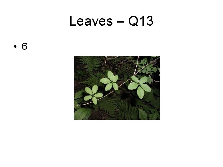 Leaves – Q 13 • 6 