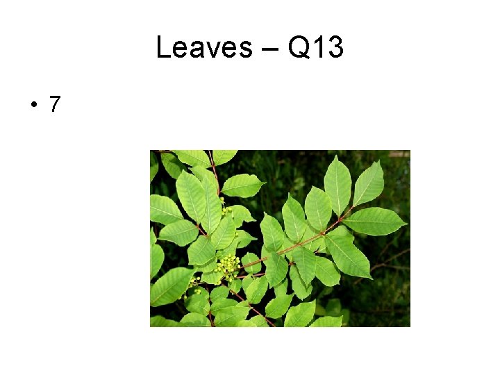 Leaves – Q 13 • 7 