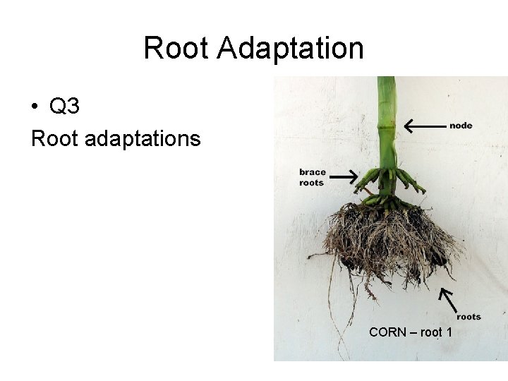 Root Adaptation • Q 3 Root adaptations CORN – root 1 