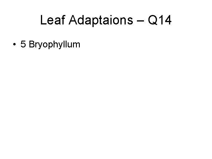 Leaf Adaptaions – Q 14 • 5 Bryophyllum 