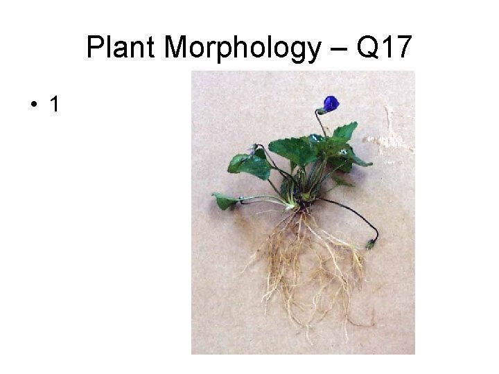 Plant Morphology – Q 17 • 1 