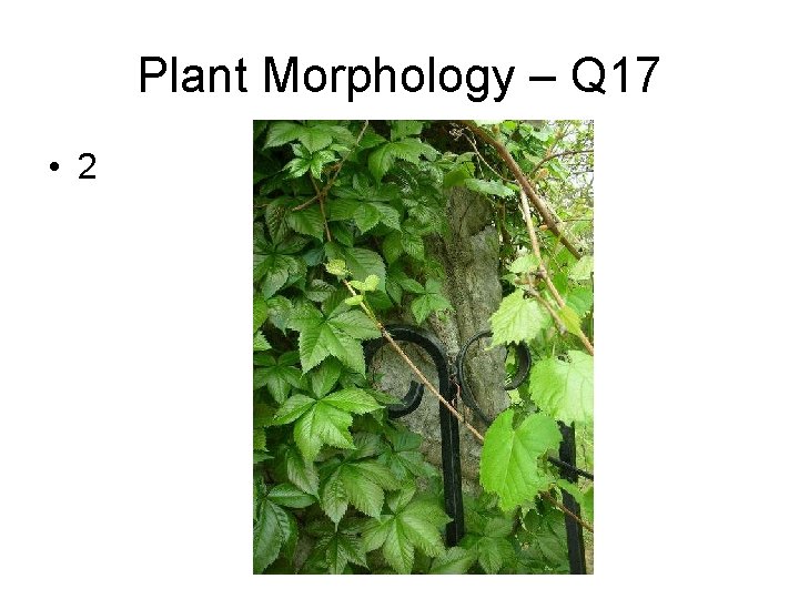 Plant Morphology – Q 17 • 2 