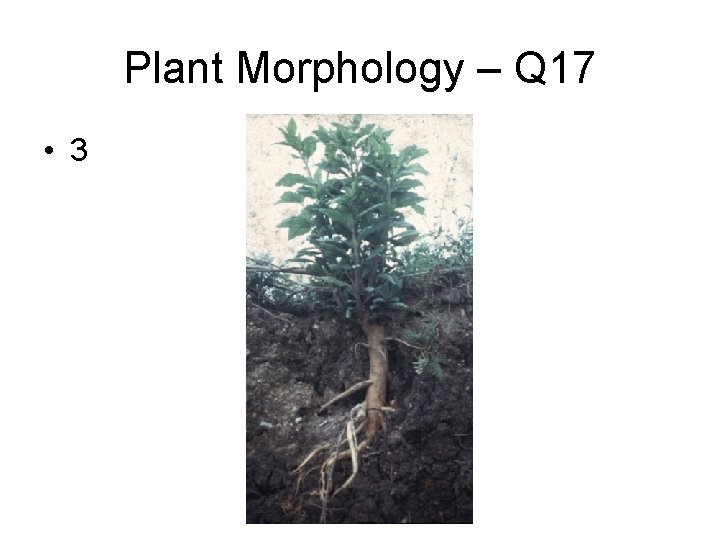 Plant Morphology – Q 17 • 3 