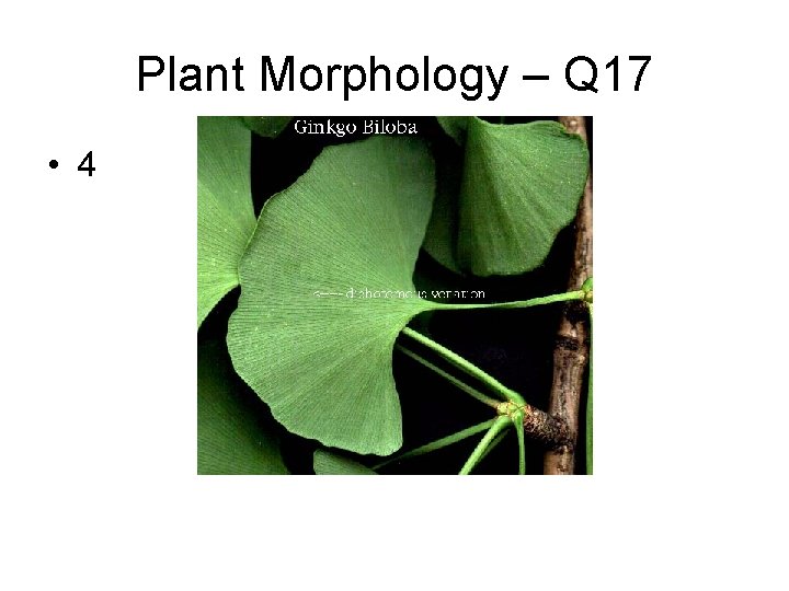 Plant Morphology – Q 17 • 4 