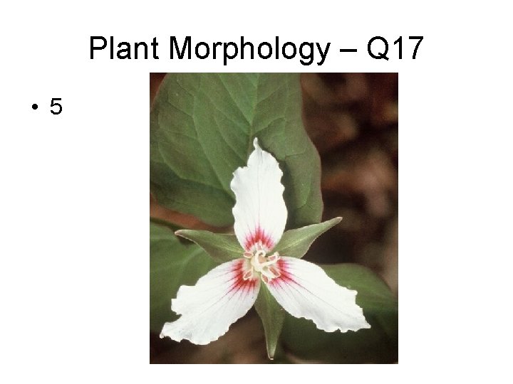 Plant Morphology – Q 17 • 5 