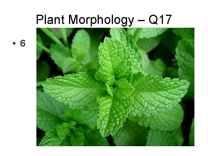 Plant Morphology – Q 17 • 6 