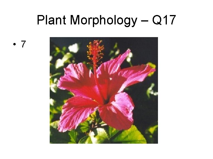 Plant Morphology – Q 17 • 7 