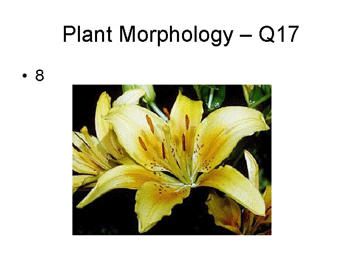 Plant Morphology – Q 17 • 8 