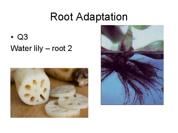 Root Adaptation • Q 3 Water lily – root 2 