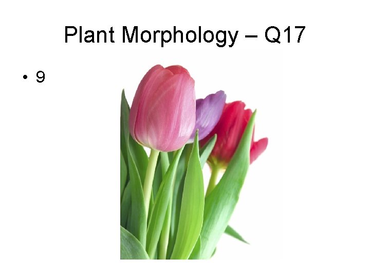 Plant Morphology – Q 17 • 9 