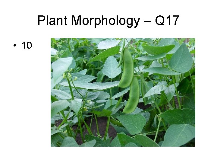 Plant Morphology – Q 17 • 10 