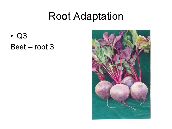 Root Adaptation • Q 3 Beet – root 3 