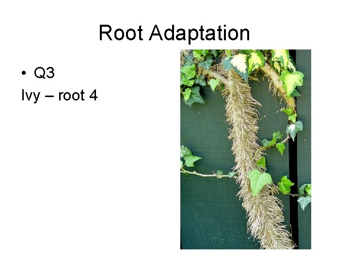 Root Adaptation • Q 3 Ivy – root 4 