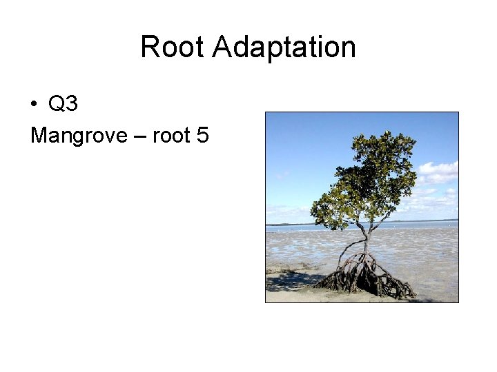 Root Adaptation • Q 3 Mangrove – root 5 