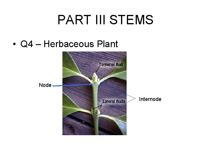 PART III STEMS • Q 4 – Herbaceous Plant Node Internode 