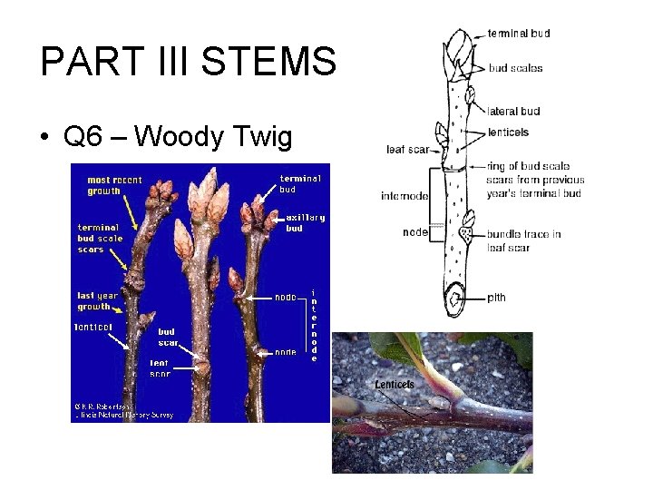 PART III STEMS • Q 6 – Woody Twig 