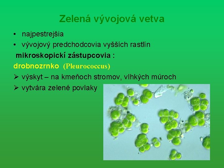 Zelená vývojová vetva • najpestrejšia • vývojový predchodcovia vyšších rastlín mikroskopickí zástupcovia : drobnozrnko