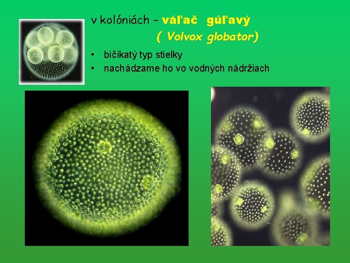 v kolóniách – váľač gúľavý ( Volvox globator) • bičíkatý typ stielky • nachádzame