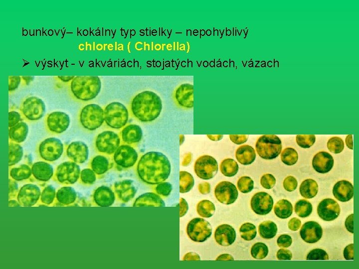 bunkový– kokálny typ stielky – nepohyblivý chlorela ( Chlorella) Ø výskyt - v akváriách,