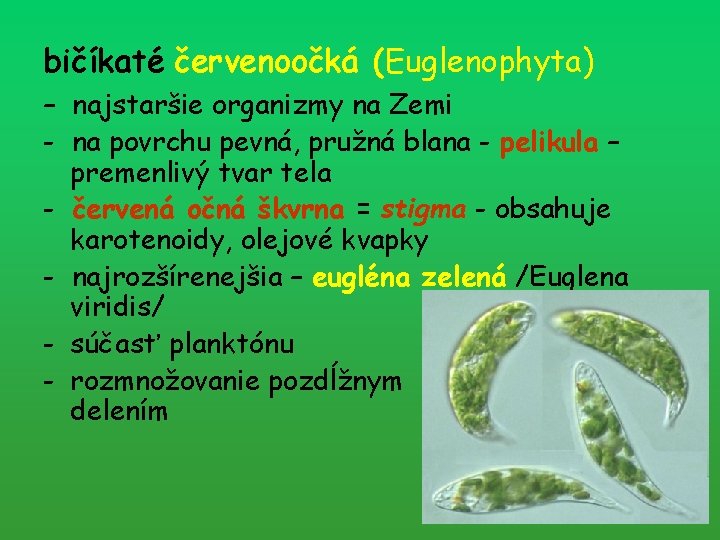 bičíkaté červenoočká (Euglenophyta) – najstaršie organizmy na Zemi - na povrchu pevná, pružná blana