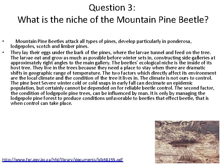 Question 3: What is the niche of the Mountain Pine Beetle? • • Mountain