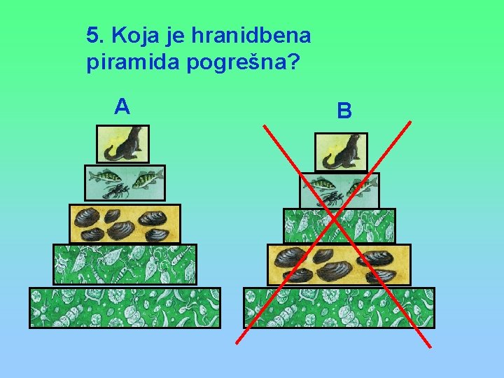 5. Koja je hranidbena piramida pogrešna? A B 