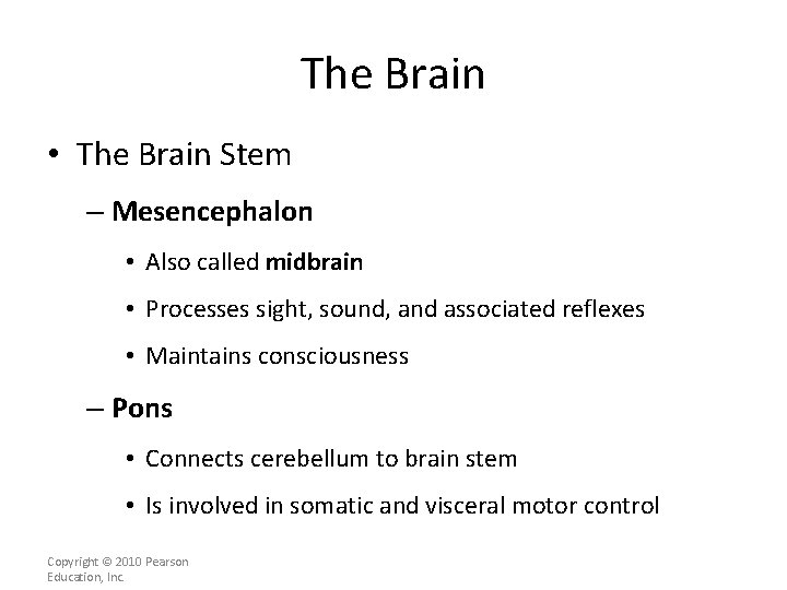 The Brain • The Brain Stem – Mesencephalon • Also called midbrain • Processes