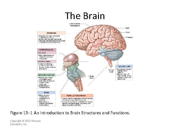 The Brain Figure 13– 1 An Introduction to Brain Structures and Functions. Copyright ©