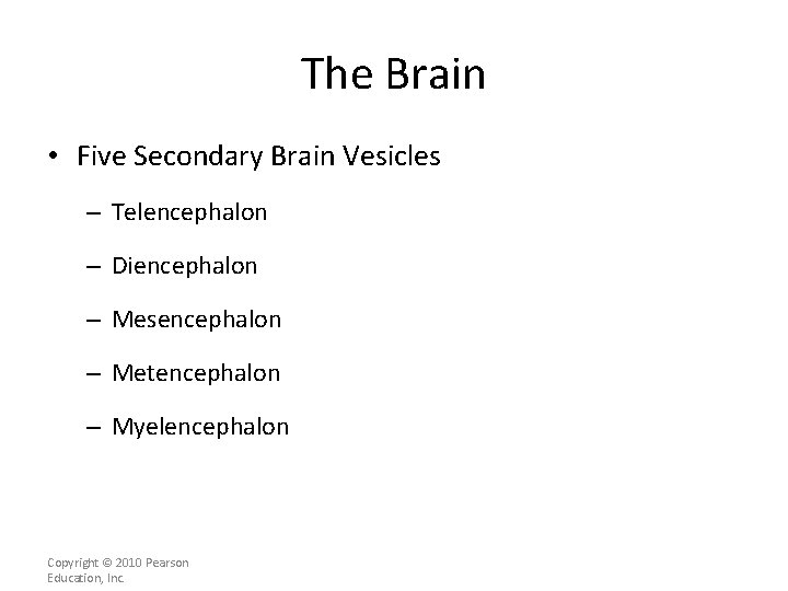 The Brain • Five Secondary Brain Vesicles – Telencephalon – Diencephalon – Mesencephalon –