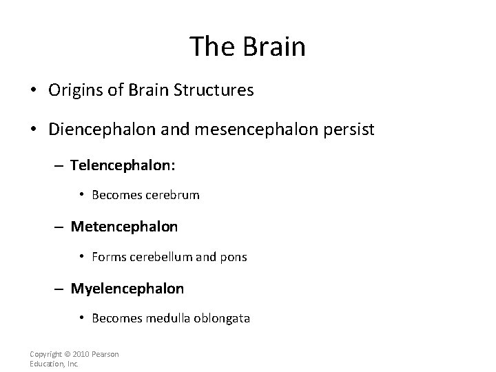 The Brain • Origins of Brain Structures • Diencephalon and mesencephalon persist – Telencephalon: