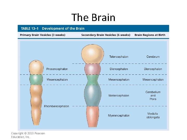 The Brain Copyright © 2010 Pearson Education, Inc. 
