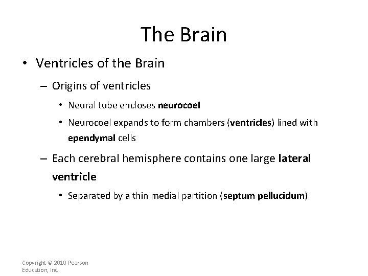 The Brain • Ventricles of the Brain – Origins of ventricles • Neural tube