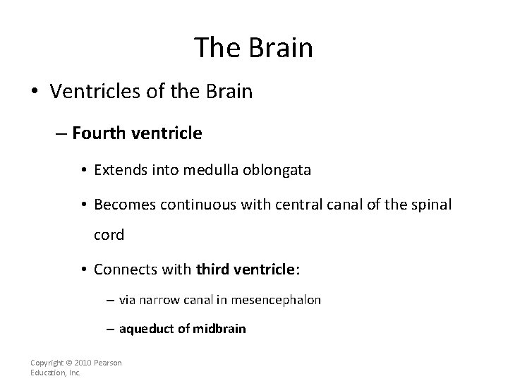 The Brain • Ventricles of the Brain – Fourth ventricle • Extends into medulla