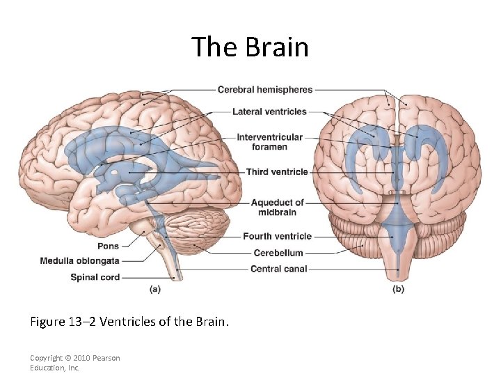 The Brain Figure 13– 2 Ventricles of the Brain. Copyright © 2010 Pearson Education,