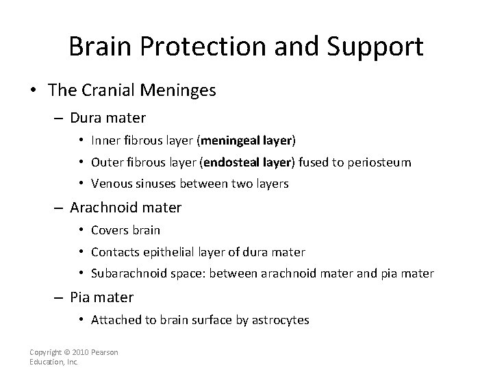 Brain Protection and Support • The Cranial Meninges – Dura mater • Inner fibrous