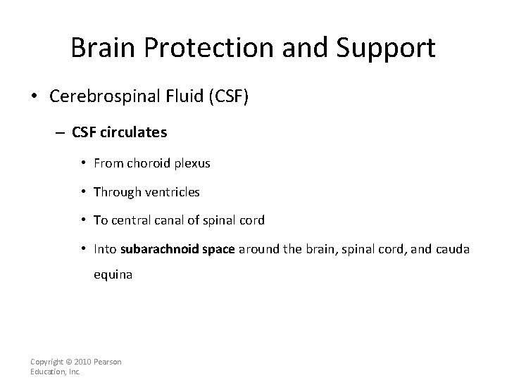 Brain Protection and Support • Cerebrospinal Fluid (CSF) – CSF circulates • From choroid